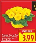 Primeln 'Ton in Ton' Angebote bei E center Falkensee für 3,99 €