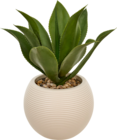 Agave posa h.51cm en promo chez Maxi Bazar Aix-les-Bains à 29,99 €