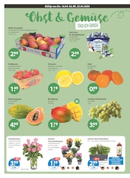 V-Markt Zitronen im Prospekt 