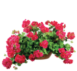 Promo Géranium lierre double gamme premium à 9,50 € dans le catalogue LaMaison.fr à Livarot