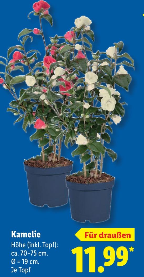 Kamelie