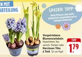 Vorgetriebene Blumenzwiebeln Angebote bei EDEKA Memmingen für 1,79 €