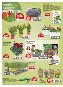 Blumen im V-Markt Prospekt "V-Markt einfach besser einkaufen" mit 25 Seiten (Augsburg)