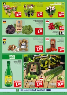 Pflanzen im Marktkauf Prospekt "AUSWAHL RIESIG, PREISE NIEDRIG" mit 44 Seiten (Nürnberg)