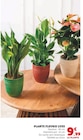 Plante Fleurie Luxe dans le catalogue Super U