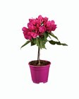 Bougainvilliers sur tige - Lidl à Rennes Bougainvilliers sur tige en promo chez Lidl Rennes à 6,49 €