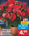 Aktuelles Weihnachtsstern Busch Angebot bei Netto Marken-Discount in Cottbus ab 4,99 €