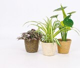 Grünpflanzen im Korb für 2,99 € bei Netto mit dem Scottie im Angebot Grünpflanzen im Korb im aktuellen Netto mit dem Scottie Prospekt