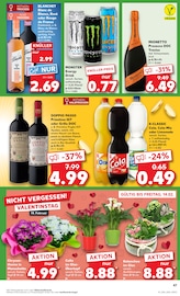 Aktueller Kaufland Prospekt mit Chrysantheme, "Aktuelle Angebote", Seite 55