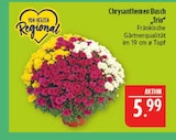 Chrysanthemen Busch „Trio“ Angebote von Von Herzen Regional bei Marktkauf Leipzig für 5,99 €