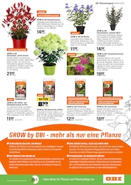 Glanzmispel im OBI Prospekt "HERBSTZEIT IST PFLANZZEIT" auf Seite 17
