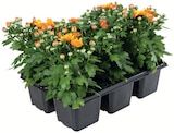 CHRYSANTHEMEN im Angebot bei Wreesmann in Zwickau CHRYSANTHEMEN Angebote bei Wreesmann Zwickau für 3,49 €
