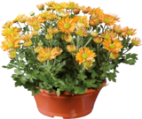 Chrysanthèmes en coupe en promo chez Lidl Caluire-et-Cuire à 3,79 €