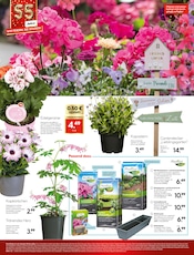 Rhododendron im Hellweg Prospekt in Chemnitz Aktueller Hellweg Prospekt mit Rhododendron, "Wir feiern, Sie sparen!", Seite 30