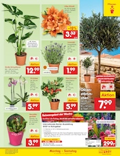 Ähnliche Stiefmütterchen Angebote im Prospekt "Aktuelle Angebote" von Netto Marken-Discount in Eisenach Ähnliche Angebote wie Stiefmütterchen im Prospekt "Aktuelle Angebote" auf Seite 64 von Netto Marken-Discount in Eisenach