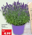 Aktuelle Blumen Angebote bei Kaufland in Solingen (Klingenstadt) Aktuelles Lavendel-Busch Angebot bei Kaufland in Solingen (Klingenstadt) ab 4,99 €