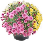 Chrysanthemen Mix im Angebot bei Thomas Philipps in Pirmasens Chrysanthemen Mix Angebote bei Thomas Philipps Pirmasens für 3,99 €