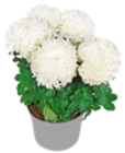 Gartenpflanzen im Angebot bei Kaufland in Bruchsal Gartenpflanzen Angebote bei Kaufland Bruchsal für 2,99 €