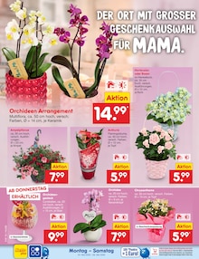 Chrysantheme im Netto Marken-Discount Prospekt "Aktuelle Angebote" mit 69 Seiten (Hannover)