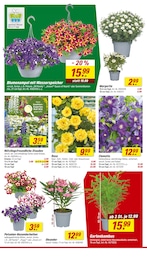Clematis Angebot & Preis im aktuellen toom Baumarkt Prospekt Clematis Angebot im aktuellen toom Baumarkt Prospekt auf Seite 8