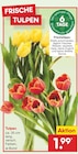 Aktuelles Tulpen Angebot bei Netto Marken-Discount in Ludwigshafen (Rhein) ab 1,99 €