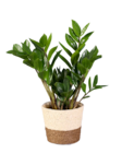 Zamioculcas en promo chez Lidl Aubervilliers à 6,99 €