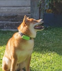 Gps kippy dog cynnotek - Maxi Zoo à Sainte-Geneviève-des-Bois Gps kippy dog cynnotek en promo chez Maxi Zoo Sainte-Geneviève-des-Bois à 59,99 €