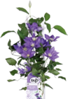 Kletterpflanze Waldrebe von FloraSelf für 14,95 € bei Hornbach im Angebot Kletterpflanze Waldrebe von FloraSelf im aktuellen Hornbach Prospekt