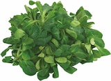 Bio Feldsalat bei EDEKA im Westerkappeln Prospekt für 1,29 €