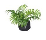 Topfpalme 'Chico' bei Bauzentrum Reinholdshain im Dippoldiswalde Prospekt für 7,99 €