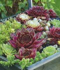 Hauswurz/Fetthenne im Angebot bei toom Baumarkt in Neuss Hauswurz/Fetthenne Angebote bei toom Baumarkt Neuss für 3,99 €