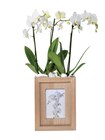 Orchidée cadre photo - Lidl à Tours Orchidée cadre photo en promo chez Lidl Tours à 17,84 €