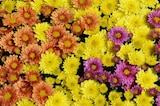 Jardinière de chrysanthèmes en promo chez Jardiland Avignon à 10,00 €