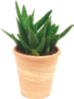 Cactée ou Succulente - GARDENLINE en promo chez Aldi Antony à 2,99 €