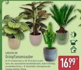 Grünpflanzenzauber Glücksfeder von Gardenline für 16,99 € bei ALDI Nord im Angebot Grünpflanzenzauber Glücksfeder von Gardenline im aktuellen ALDI Nord Prospekt