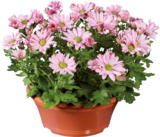 Chrysanthèmes en coupe - Lidl à Villiers-sur-Marne Chrysanthèmes en coupe en promo chez Lidl Villiers-sur-Marne à 3,99 €