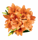 Lilien Strauß im Angebot bei Netto Marken-Discount in Falkensee Lilien Strauß Angebote bei Netto Marken-Discount Falkensee für 3,33 €
