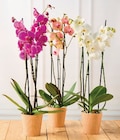 Orchidée 3 tiges - U Express Orchidée 3 tiges à 9,99 € dans le catalogue U Express