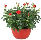 Coupe de rosier à 6,99 € dans le catalogue Carrefour