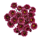 Chrysanthemen im Angebot bei Lidl in Göttingen Chrysanthemen Angebote bei Lidl Göttingen für 2,49 €
