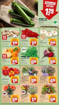 Blumentopf im aktuellen REWE Prospekt (Karlsruhe) Blumentopf im REWE Prospekt "Dein Markt" mit 20 Seiten (Karlsruhe)