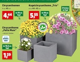 Chrysanthemen für 1,29 € bei Thomas Philipps im Angebot Chrysanthemen im aktuellen Thomas Philipps Prospekt