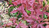 Promo Nandina en variétés à 17,99 € dans le catalogue Jardiland à Groslay