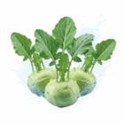Netto Marken-Discount Rothenburg - Kohlrabi Angebot im Prospekt Kohlrabi bei Netto Marken-Discount im Rothenburg Prospekt für 0,55 €