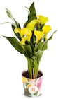 Calla Angebote bei Netto Marken-Discount Homburg für 4,99 €