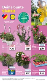 Ähnliche Angebote wie Salatpflanze im Prospekt "LIDL LOHNT SICH" auf Seite 9 von Lidl in Erfurt