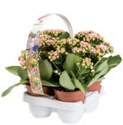 Barquette de 4 kalanchoés en promo chez Lidl Villeneuve-d'Ascq à 3,99 €