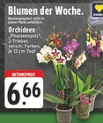 Aktuelle Orchidee Angebote bei EDEKA in Dortmund Aktuelles Orchideen Phalaenopsis Angebot bei EDEKA in Dortmund ab 6,66 €
