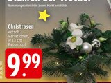 Christrosen im Angebot bei EDEKA in Leverkusen Christrosen Angebote bei EDEKA Leverkusen für 9,99 €