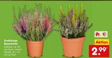 Aktuelle Zimmerpflanzen Angebote bei Netto Marken-Discount in Duisburg Aktuelles Dreifarbige Besenheide Calluna Angebot bei Netto Marken-Discount in Duisburg ab 2,99 €